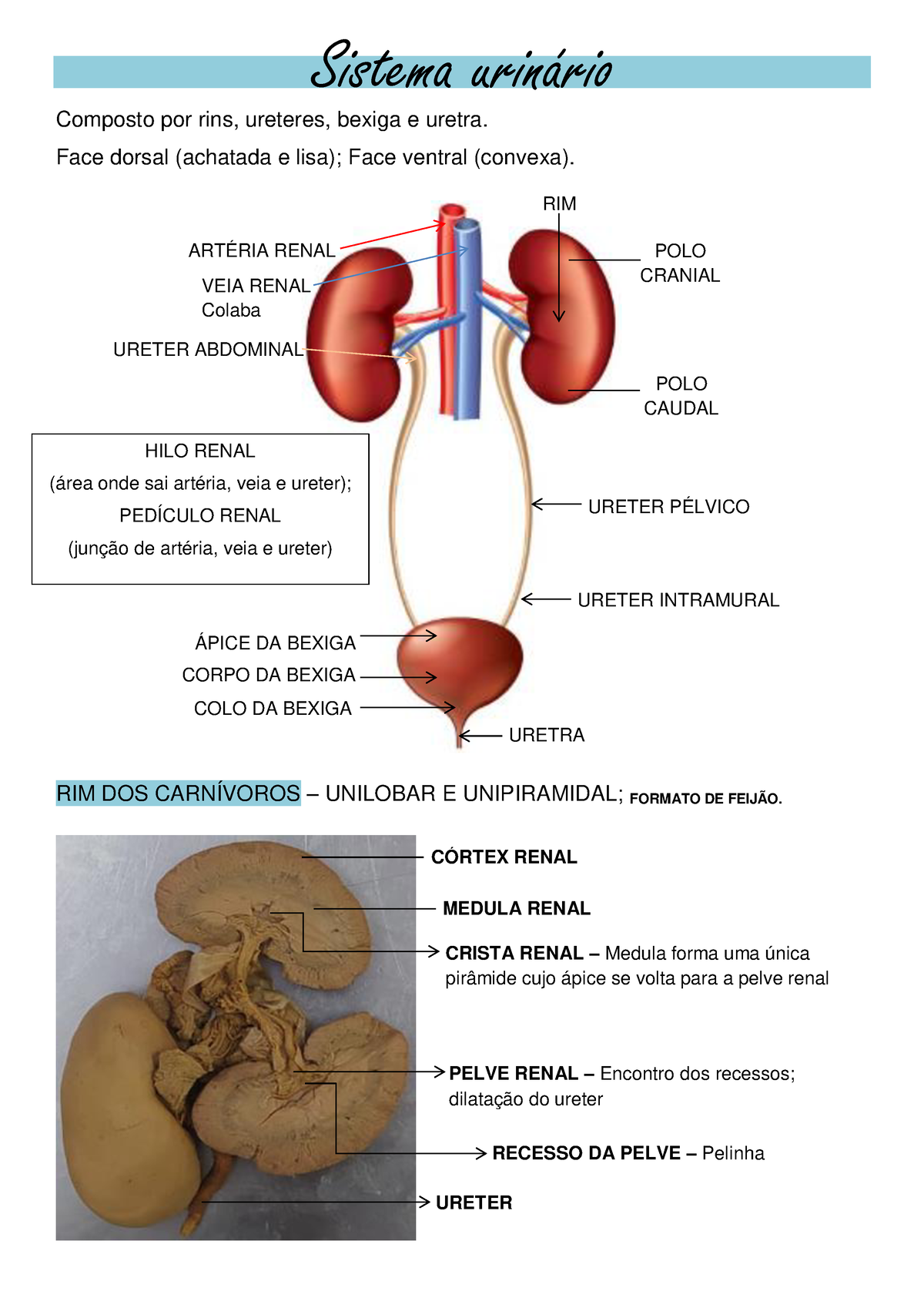 Pr Tica Rim E Bexiga Estudo Das Pe As E Suas Nomenclaturas Composto Por Rins Ureteres