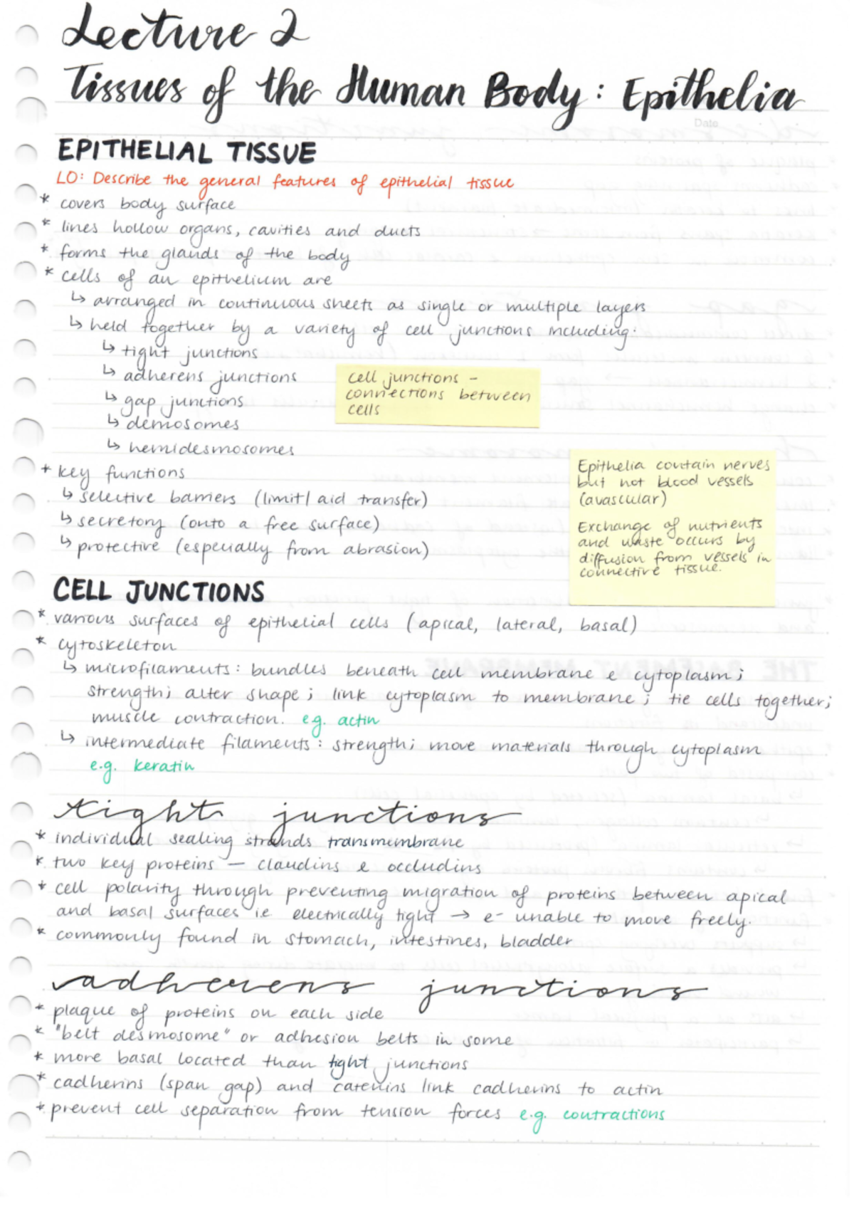 L2 Notes - Epithelial tissue - “W01 :W%WMMW’EPW ‘ EPITHELML TISSUE LO ...