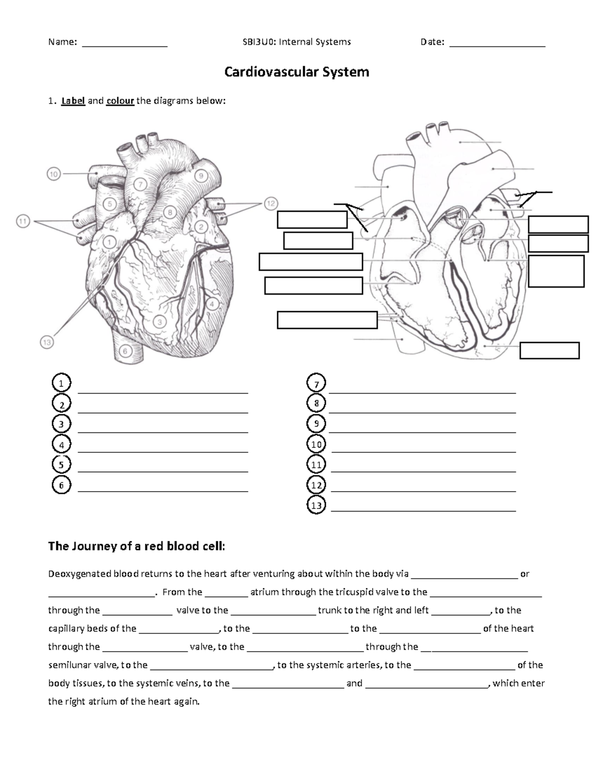 SBI3UCirculatory System Worksheet - Name: ________________ SBI3U0 ...