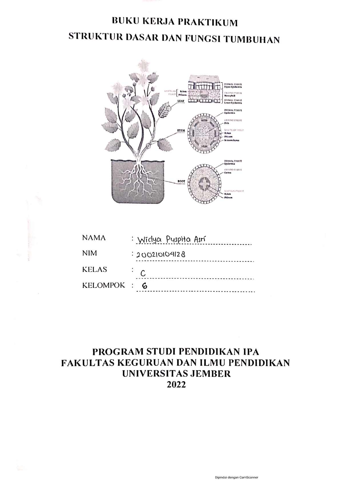 Laporan Struktur DAN Fungsi Tumbuhan Struktur Anatomi AKAR - Struktur ...