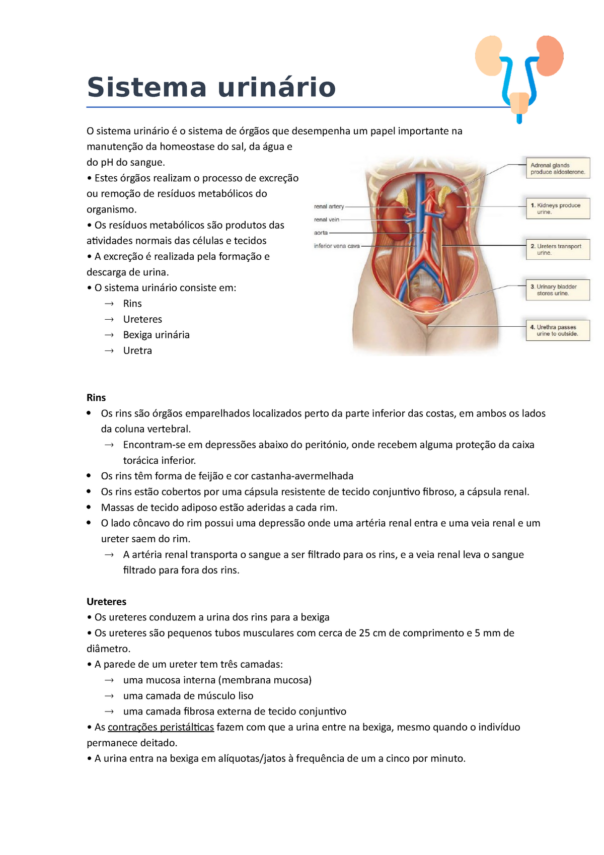 Resumo Sistema Urinario Sistema Urinario Resumo Farmacia Images 6199