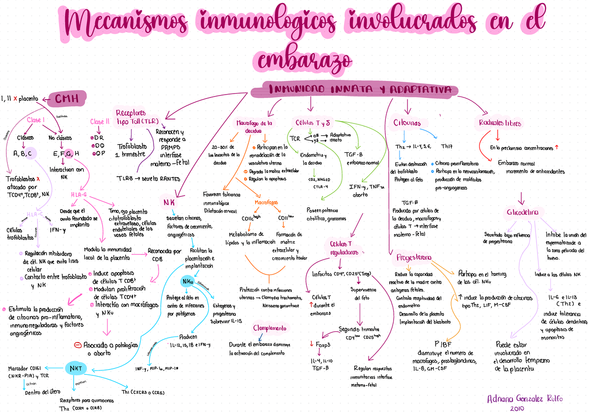 Mecanismos inmunológicos involucrados en el embarazo - inmunologia ...