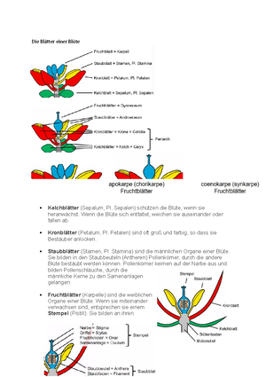 Pflanzen Grundlagen DivOrg - Diversität der Organismen Morphologie