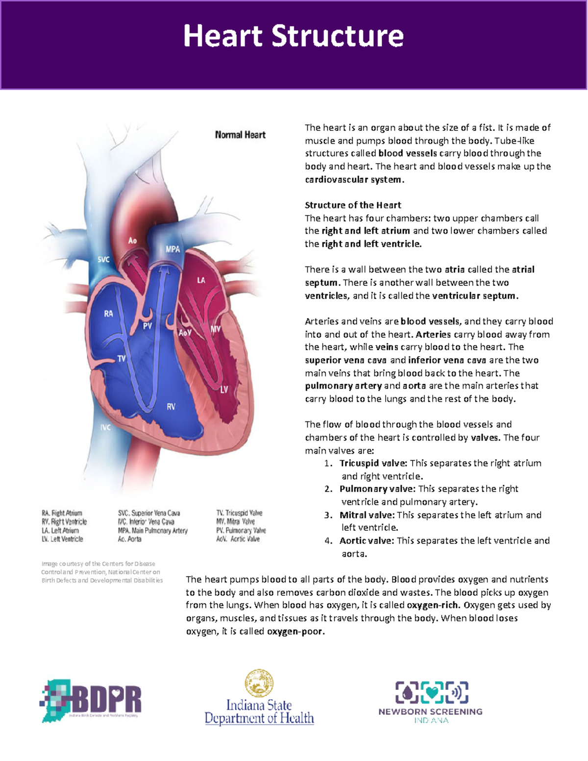 How-the-heart-works Read6.2 - The Heart Is An Organ About The Size Of A 