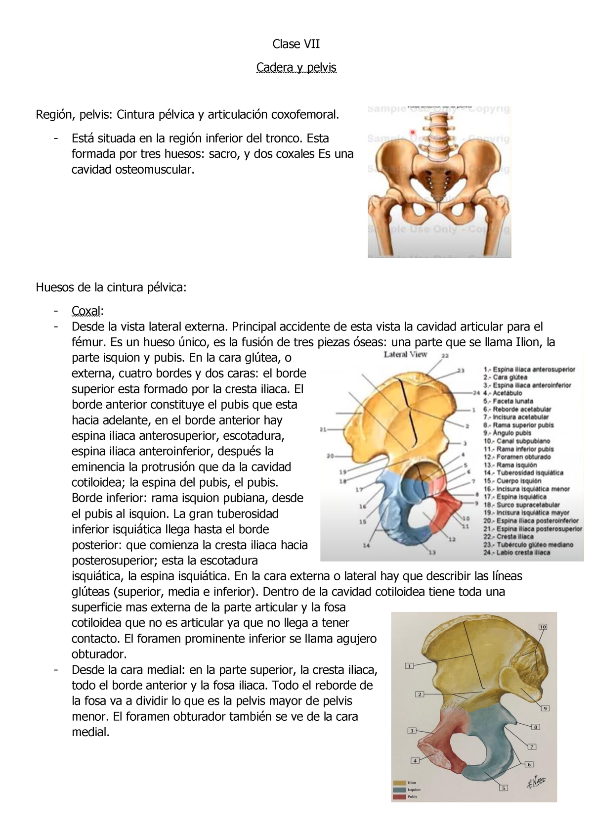 Pelvis Cintura Pelvica