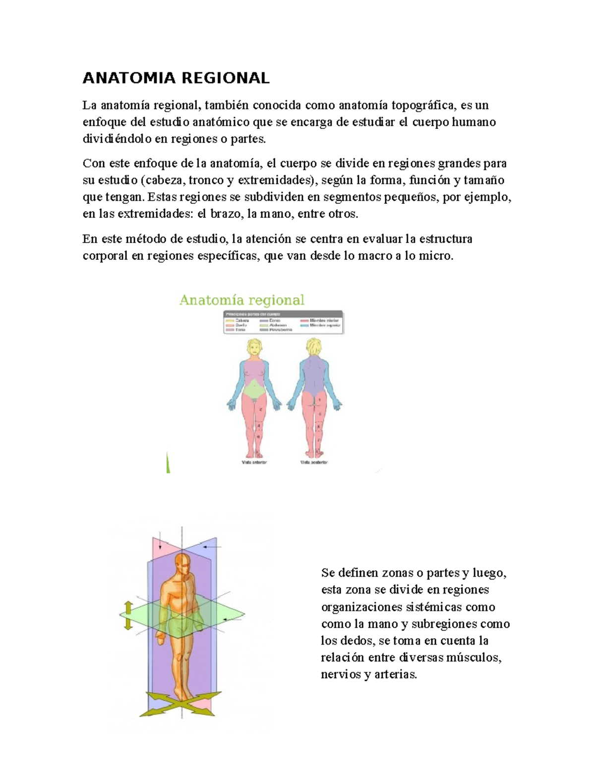 Anatomía Regional - ANATOMIA REGIONAL La anatomía regional , también ...