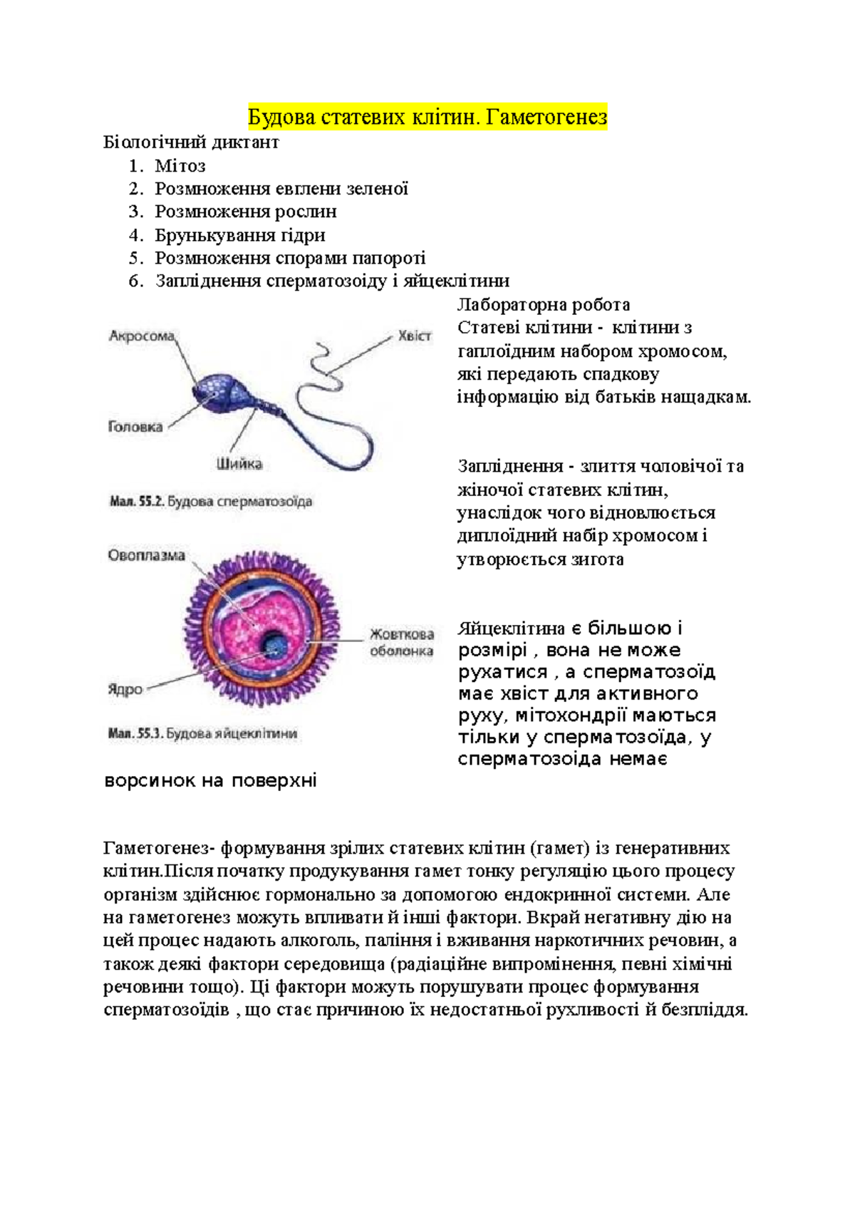 Будова статевих клітин. Гаметогенез - Будова статевих клітин ...