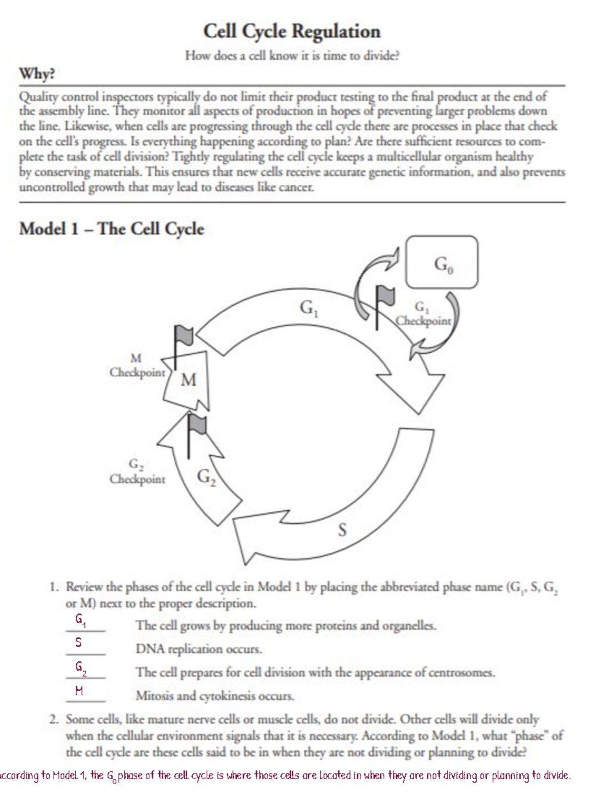 POGIL Cell Cycle Regulation - G 1 Model 1, the G 0 phase of the cell ...