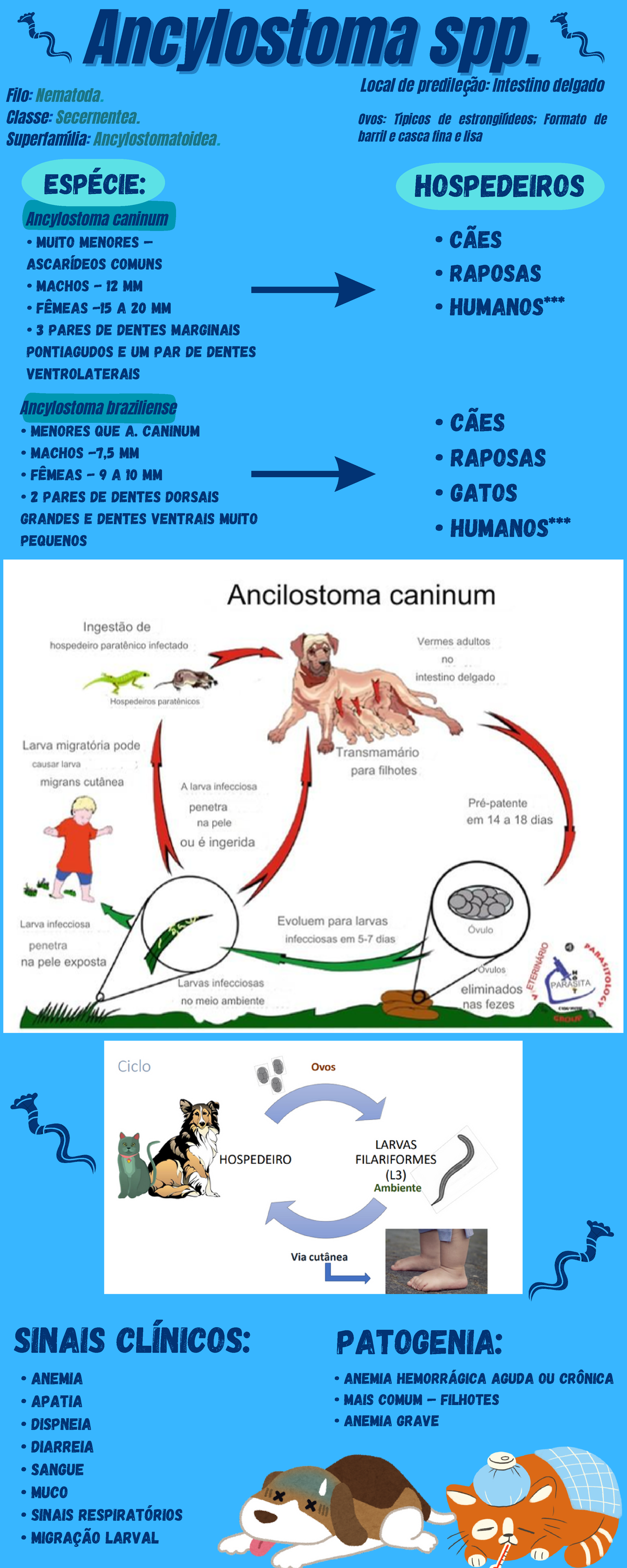 Ancylostoma spp - Resumo Parasitologia Veterinária - Ancylostoma ...