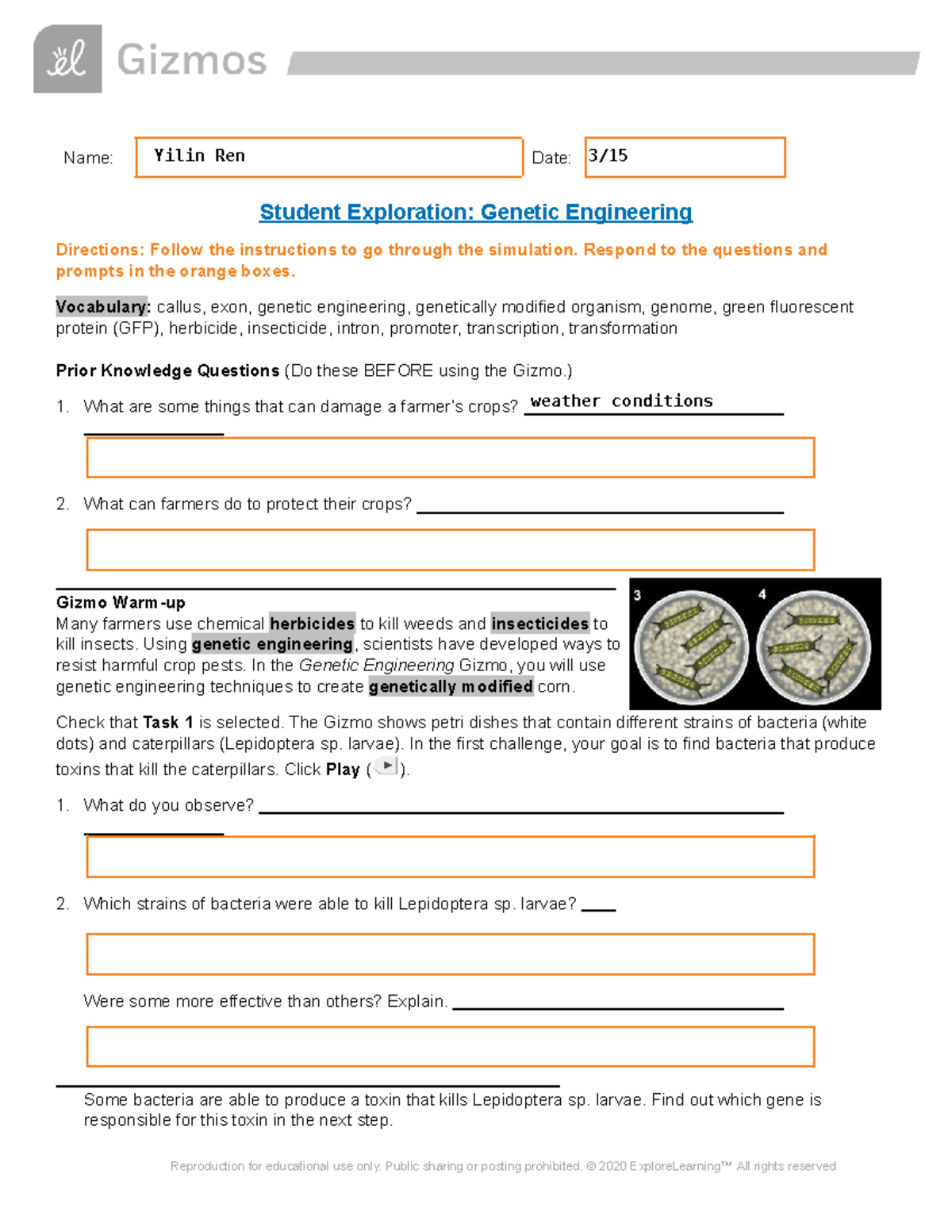 Genetic Engineering SE（副本） - Name: Date: Student Exploration: Genetic ...