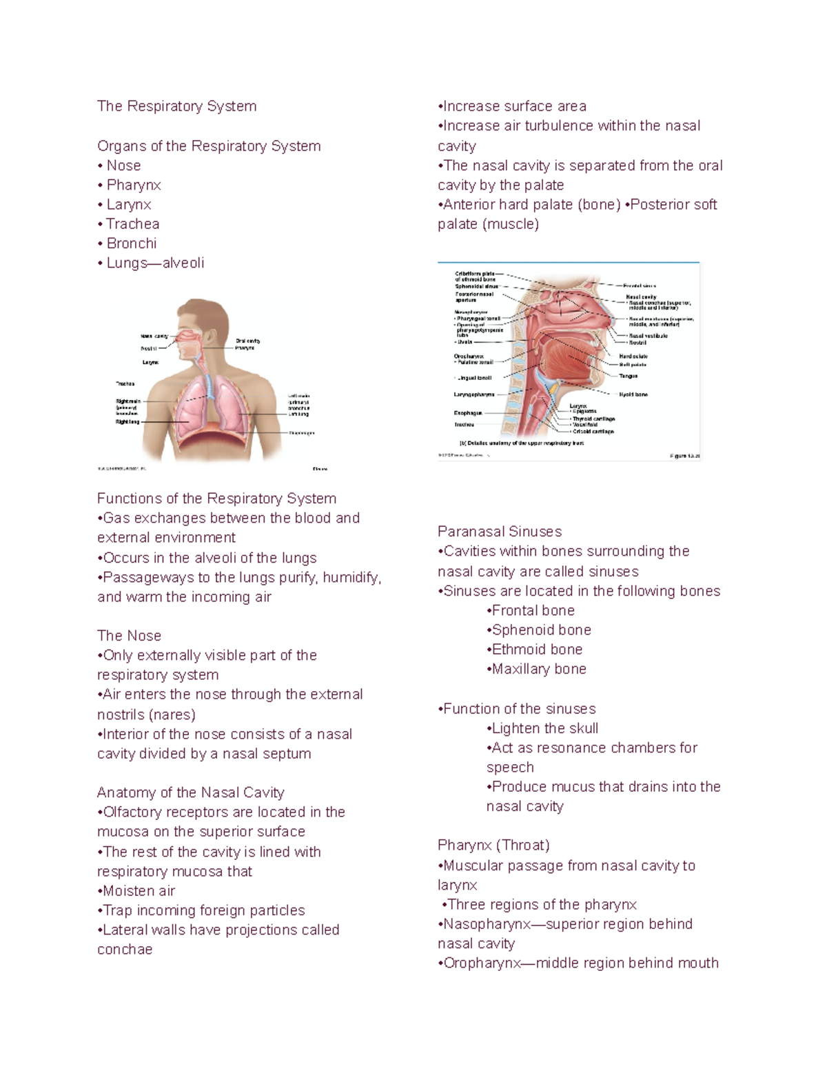 Respiratory system outline - The Respiratory System Organs of the ...