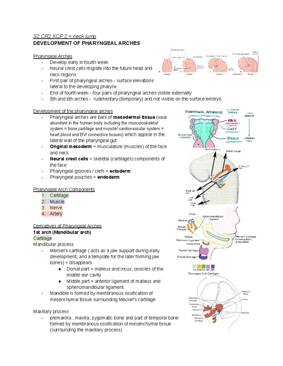 Development of pharyngeal arches - S2 CR2 KCP 2 = neck lump DEVELOPMENT ...