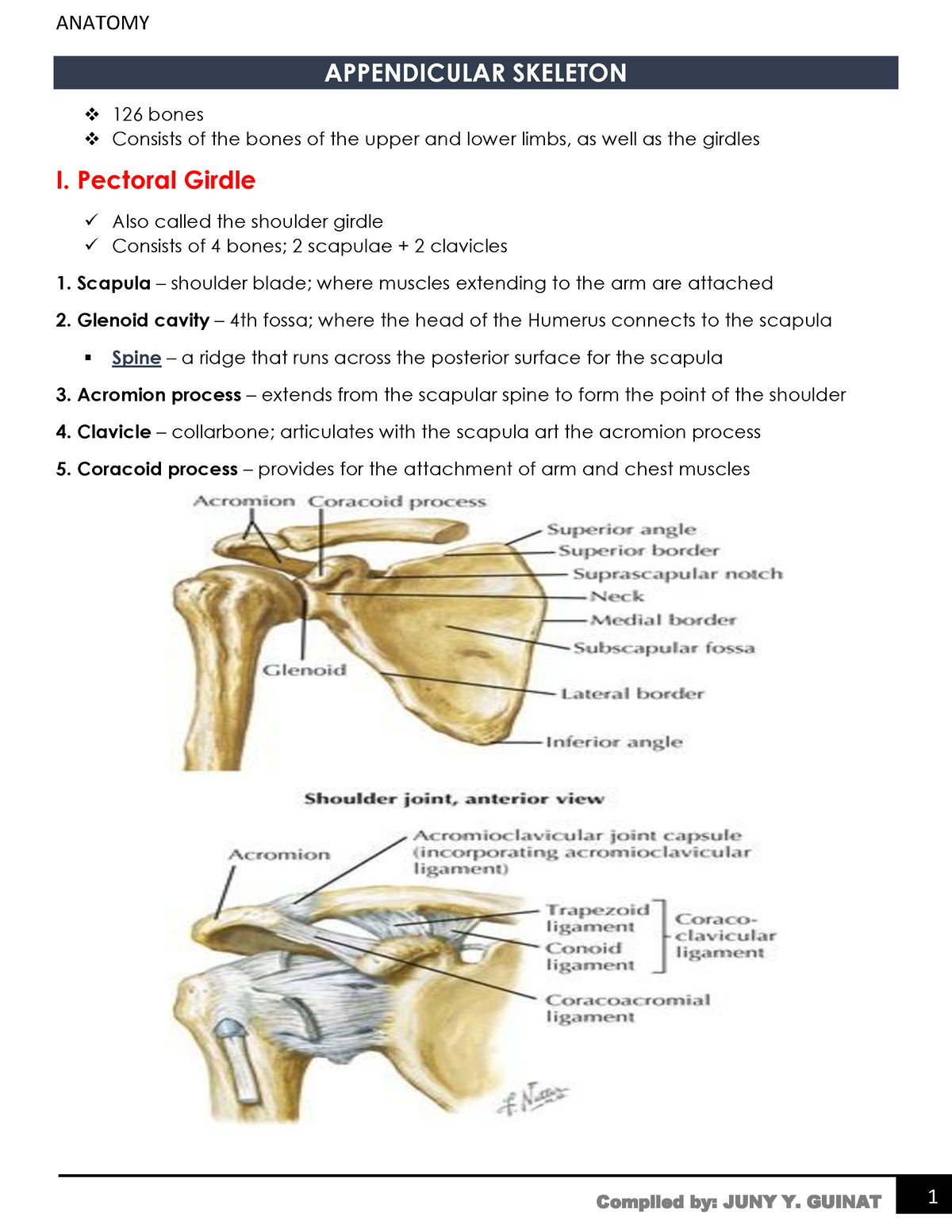 Anatomy Appendicular Skeleton Reviewer Compilation - APPENDICULAR ...