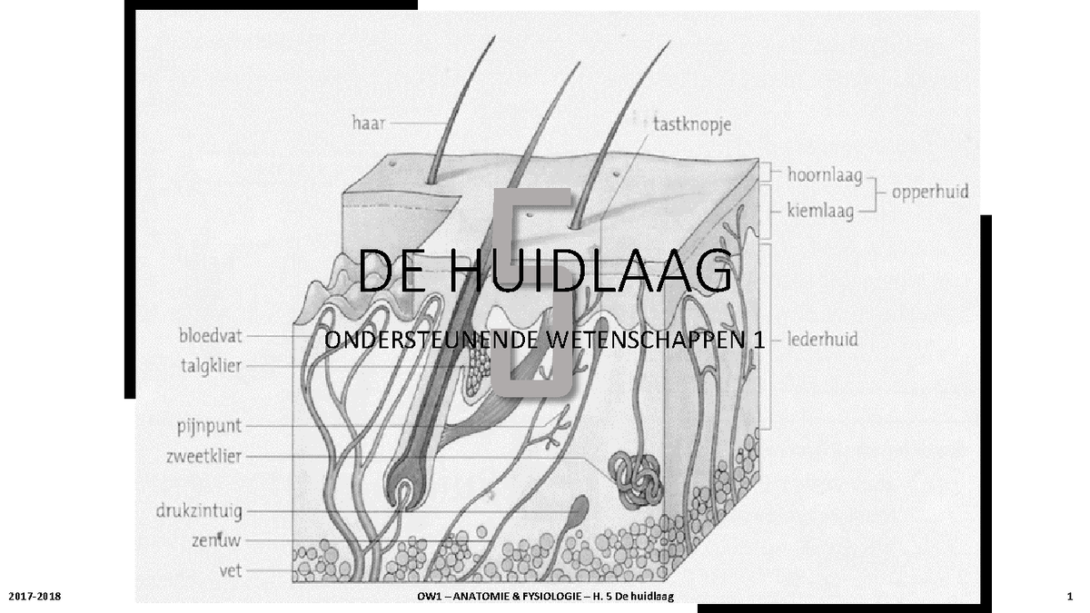 Eh B - OW1 - H.5 Huid - Samenvatting Anatomie en Fysiologie: een