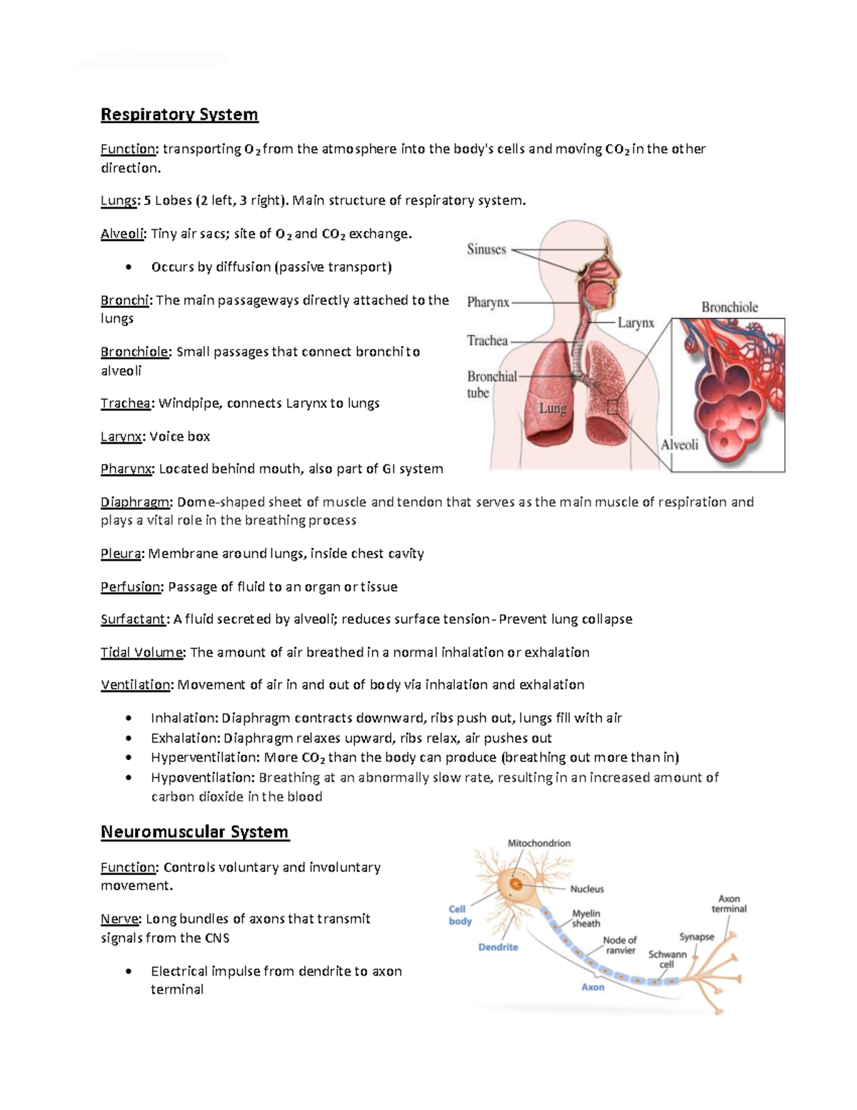 Respiratory system notes - TEAS 6 Science Respiratory System Function ...