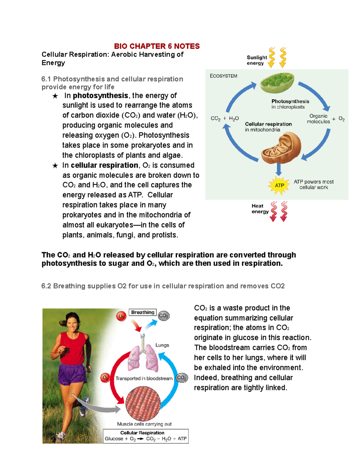 Laxlabster Cellular Respiration Quizlet 16 - c303s9b