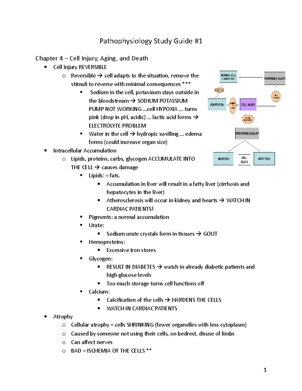 Pathophysiology Final All Notes - Pathophysiology Study Guide Chapter 4 ...