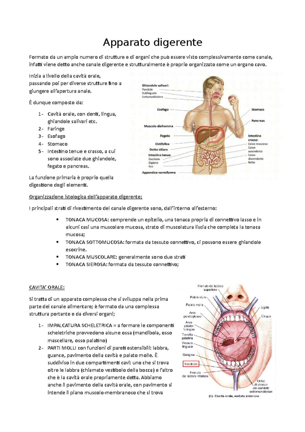 Apparato digerente - Apparato digerente Formato da un ampio numero di  strutture e di organi che può - Studocu