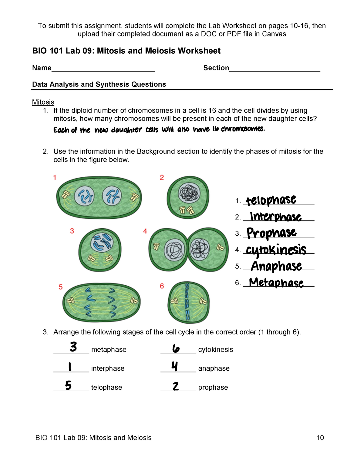 Snurfle Meiosis Worksheet Answer Key Page 2 : / This impression snurfle