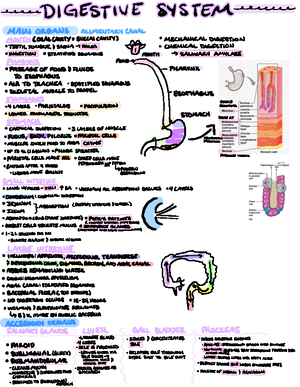 Blood Vascular System - Anatomy And Physiology - BIOL 200 - Studocu