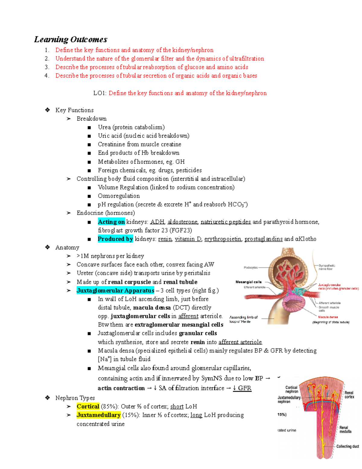 MBBS 1_PPP 17. Kidney Function 1 Filtration, Reabsorption and