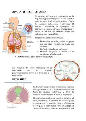 Resumen aparato respiratorio - Thumb 300 425 