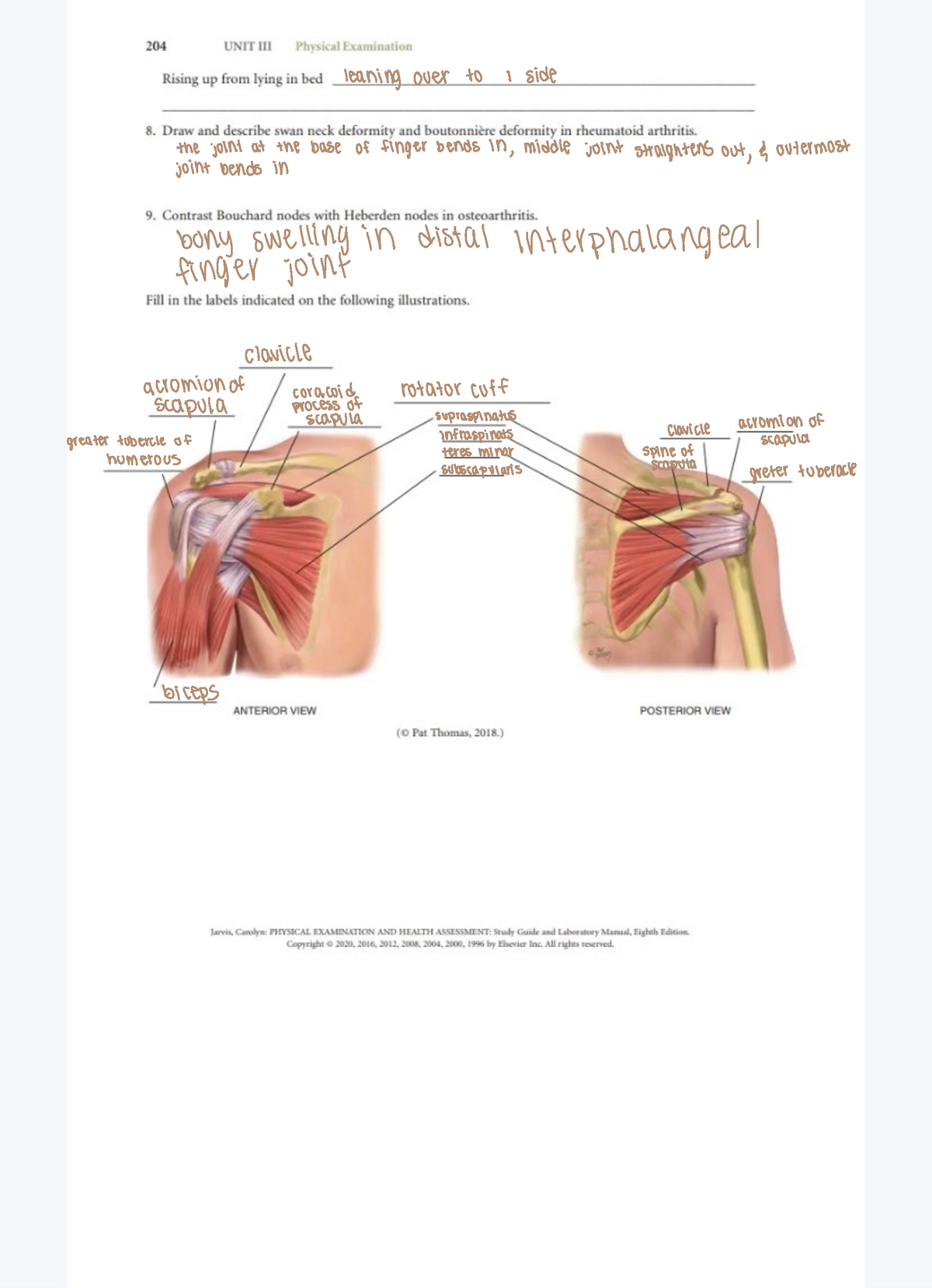 Musculoskeletal - NUR 275 - Studocu