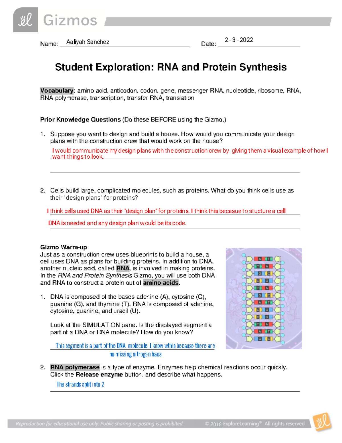 Kami Export - Aaliyah Sanchez - RNAProtein Synthesis Gizmo - Name ...