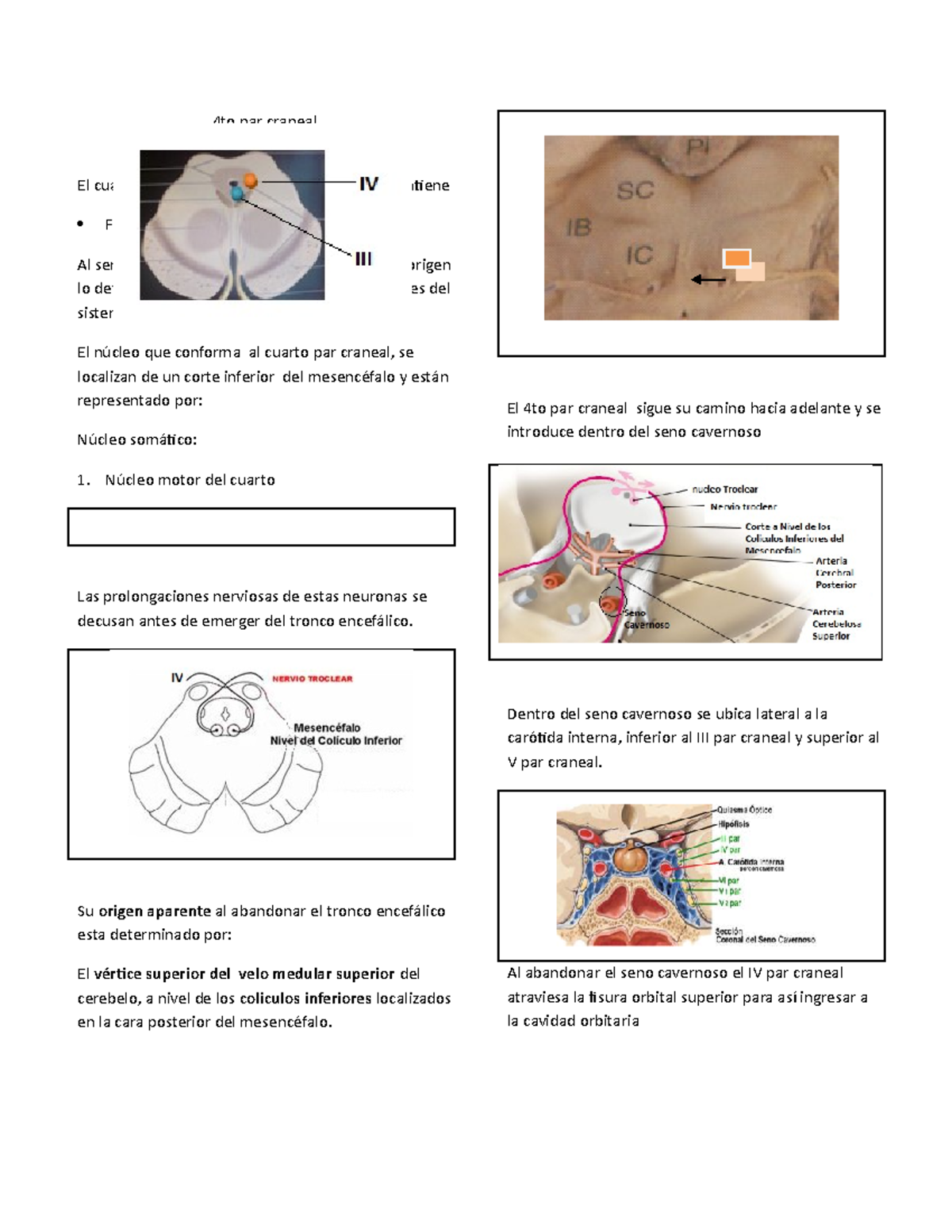 Nervio troclear - 4to par craneal - TroclearEl cuarto par craneal es un ...