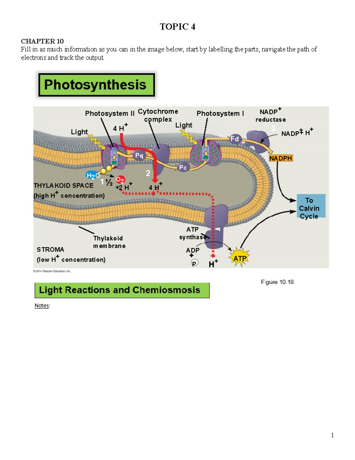 WEEK 7-HW- Chapter 10 - TOPIC 4 CHAPTER 10 Fill in as much information ...