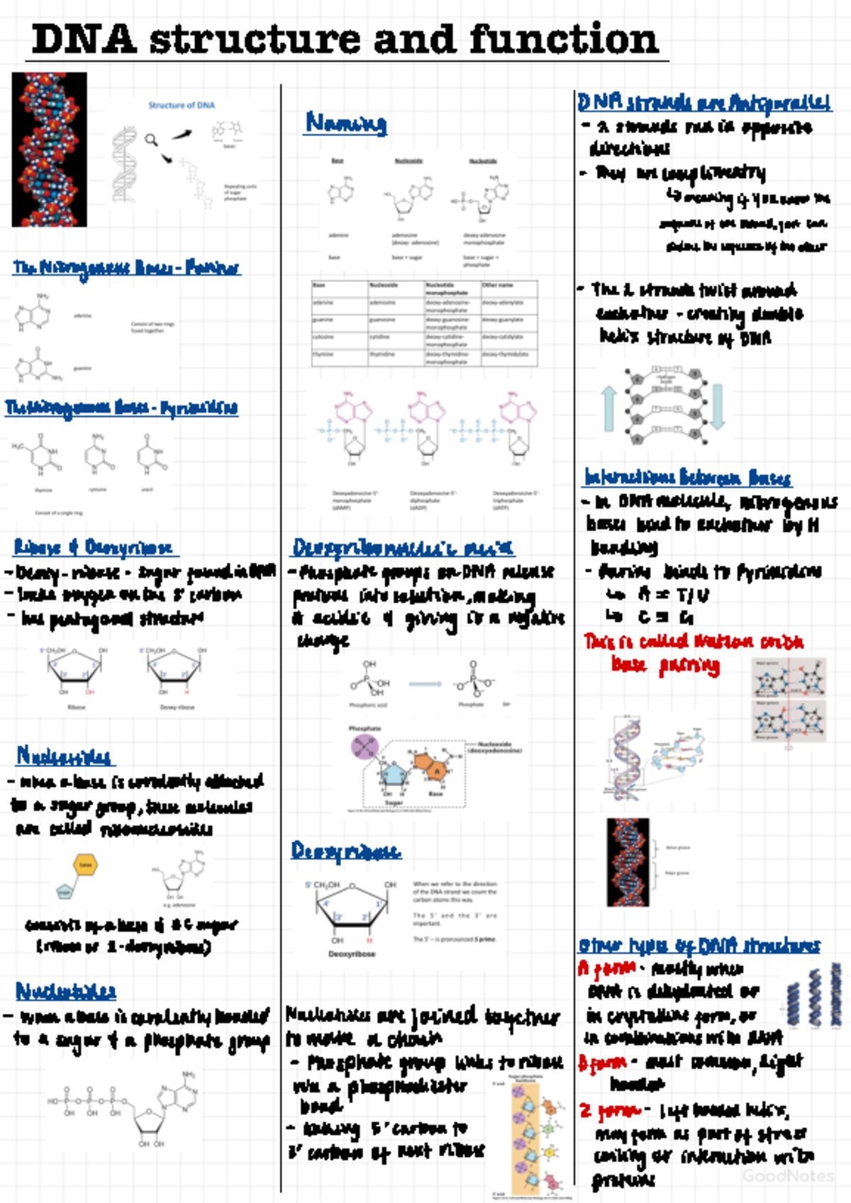 6. DNA Structure And Function - DNA structure and function DNA strands ...