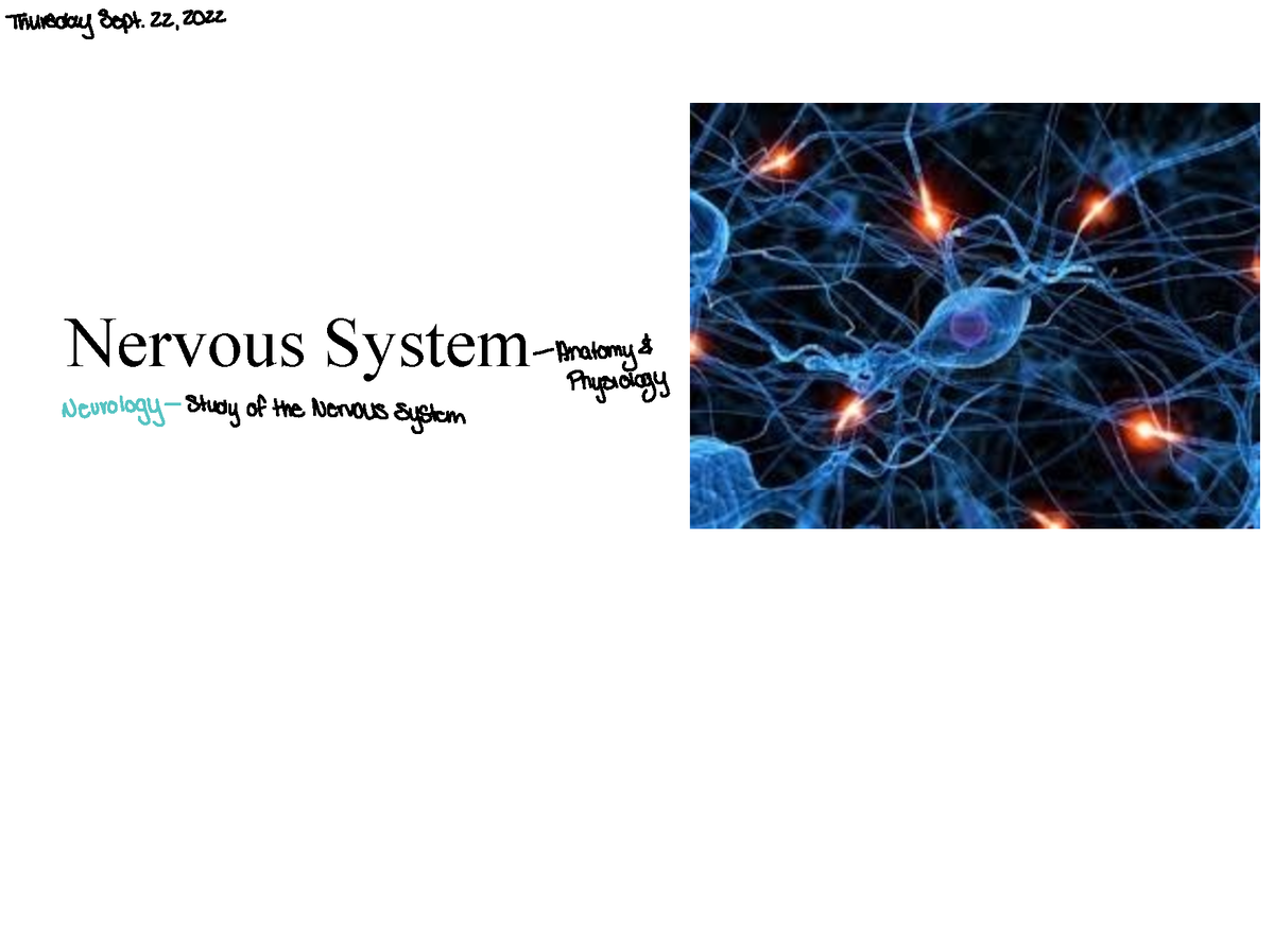 Nervous System - Dr. Jennifer Herndez Gifford - Nervous System Thursday ...