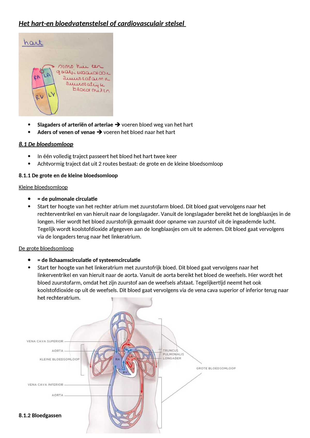 Hoodstuk 8 (het Hart) - Het Hart-en Bloedvatenstelsel Of ...