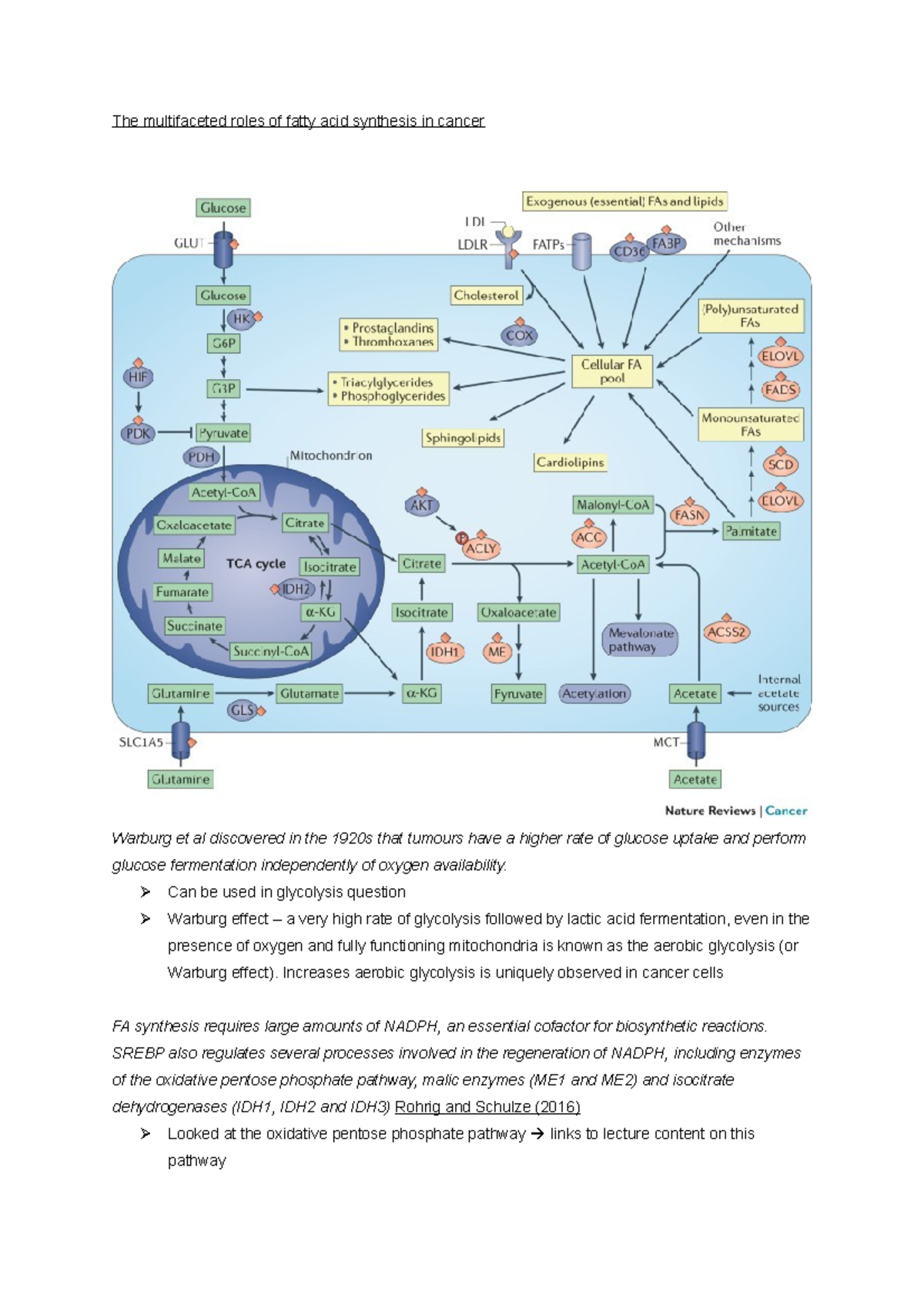 Fatty acid synthesis and cancer - The multifaceted roles of fatty acid ...