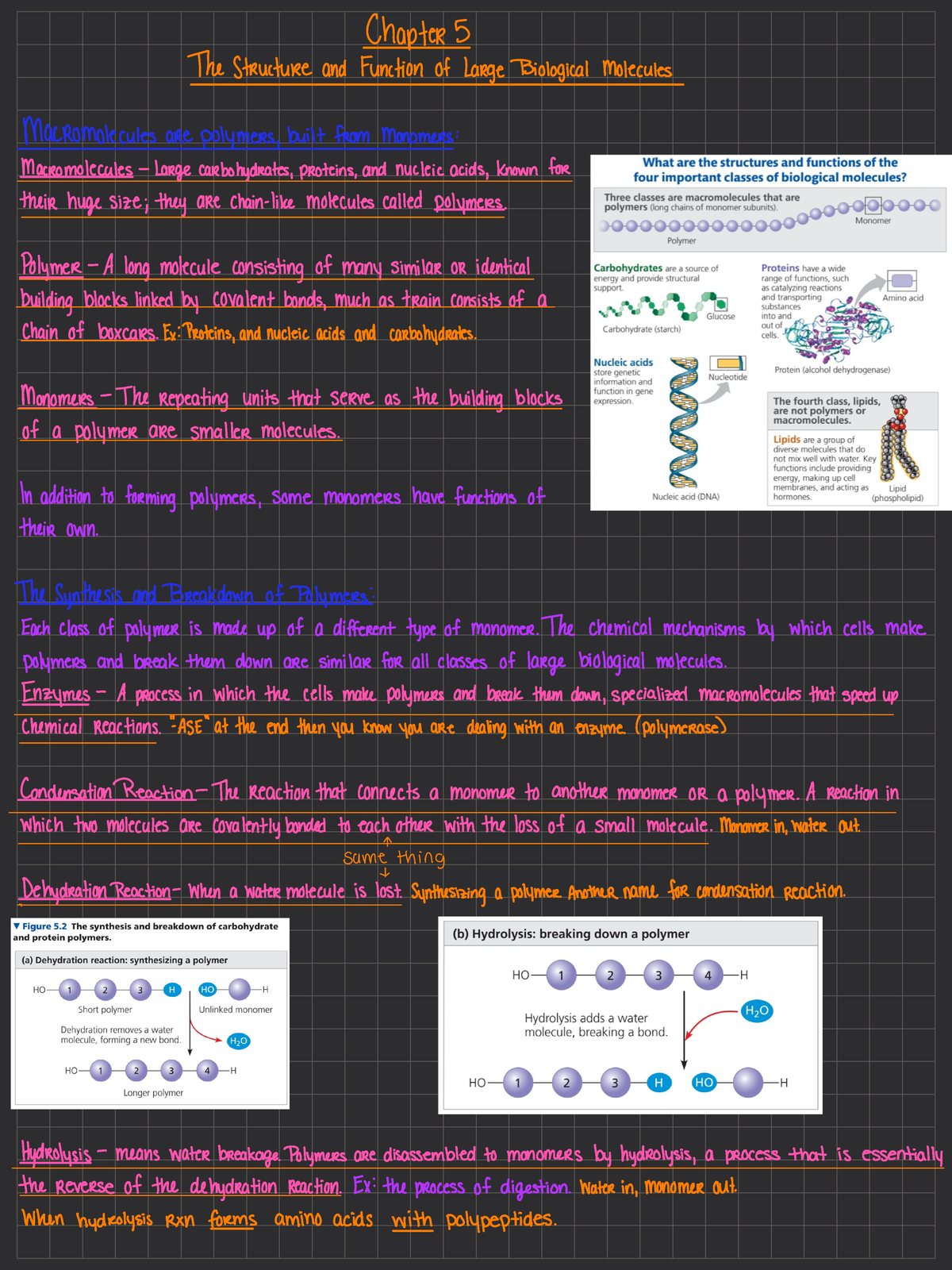 Chapter 5 The Structure and Functions of Large Biological Molecules