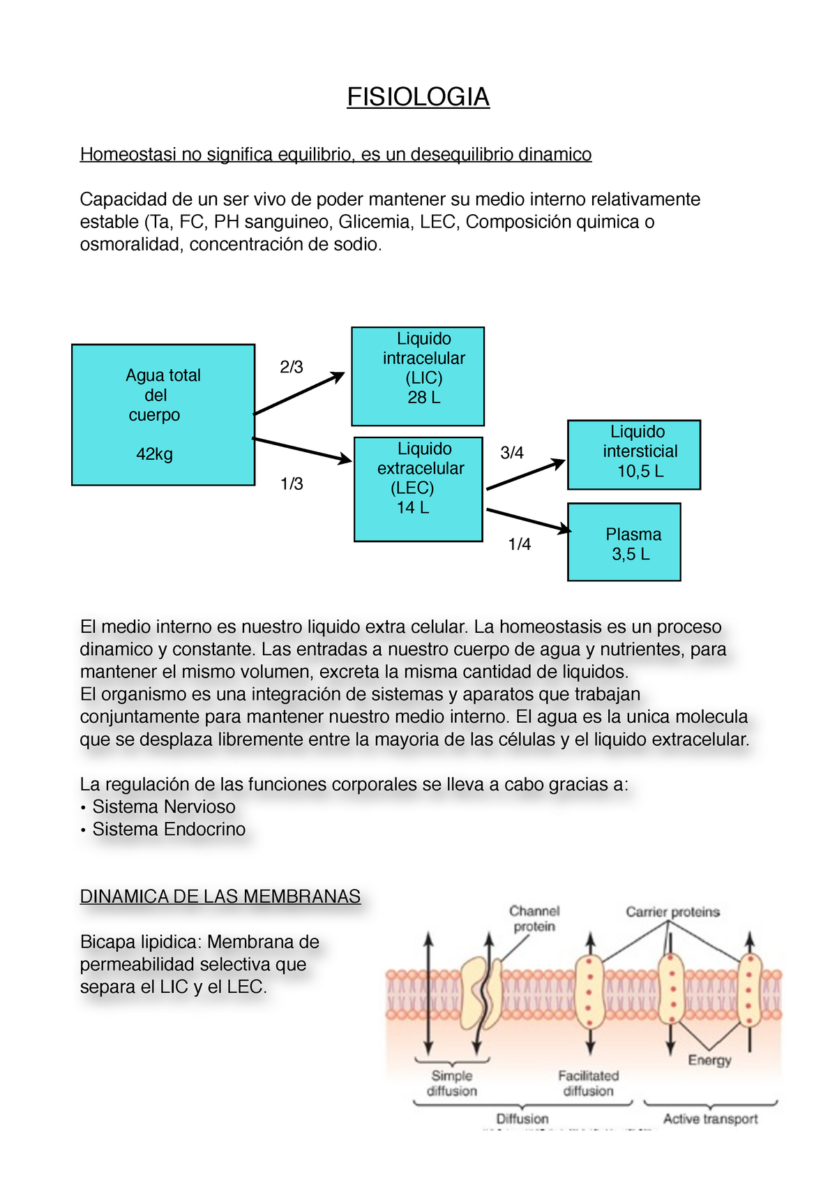 Apuntes-fisiologia - Apuntes 1 - FISIOLOGIA Homeostasi No Significa ...