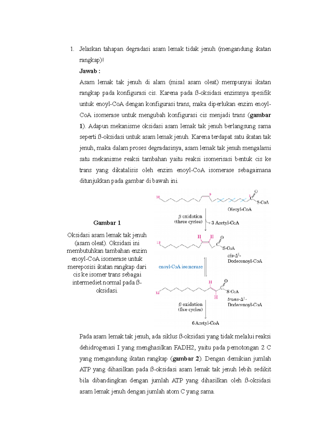 Degradasi Lemak - Biokimia - Jelaskan Tahapan Degradasi Asam Lemak ...