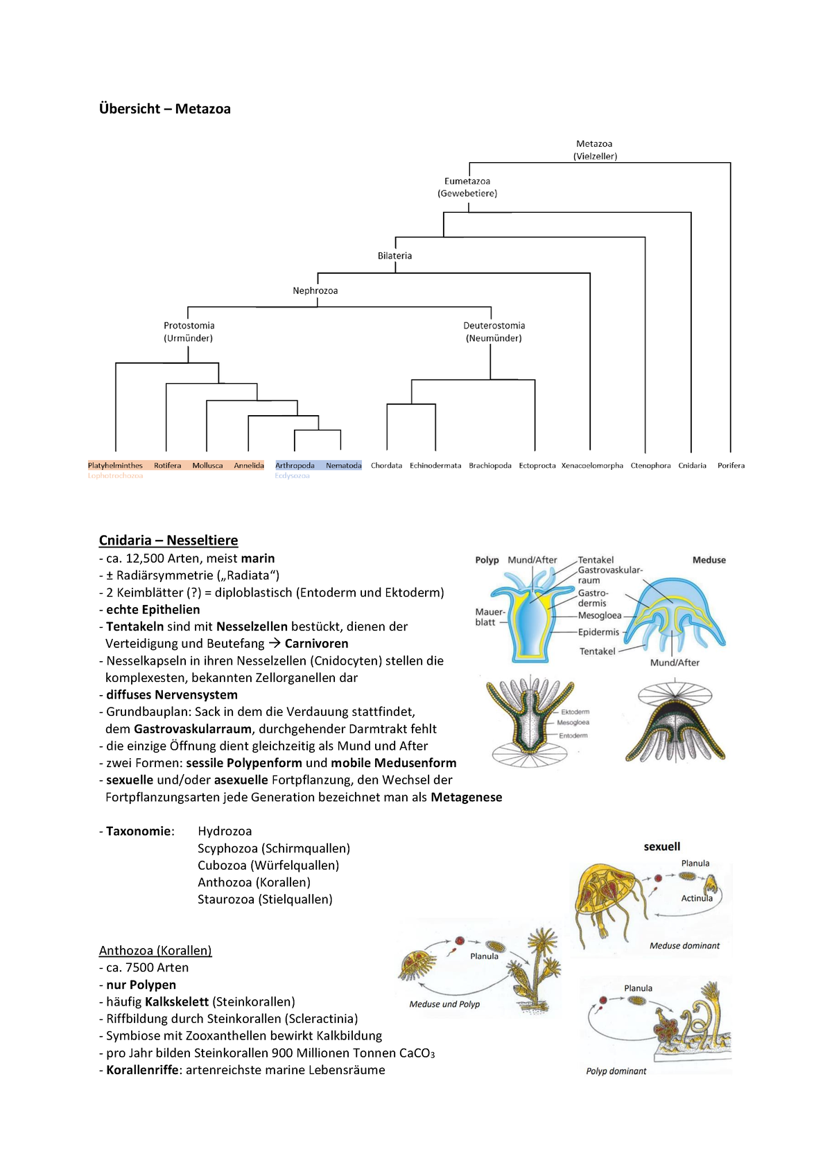 Übersicht Metazoa - Übersicht – Metazoa Cnidaria – Nesseltiere Ca ...