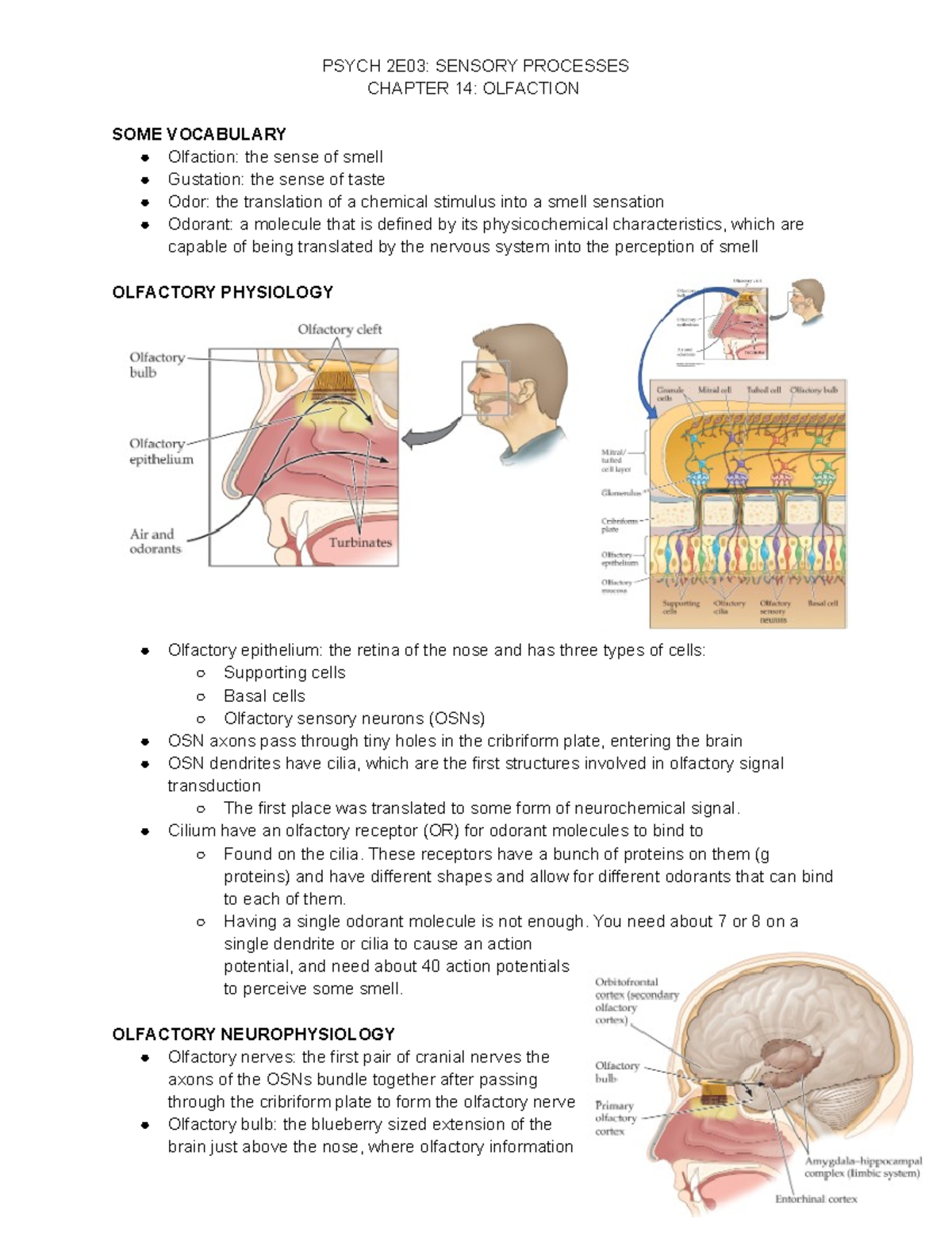 14 Olfaction - Lecture notes 14 - PSYCH 2E03: SENSORY PROCESSES CHAPTER ...