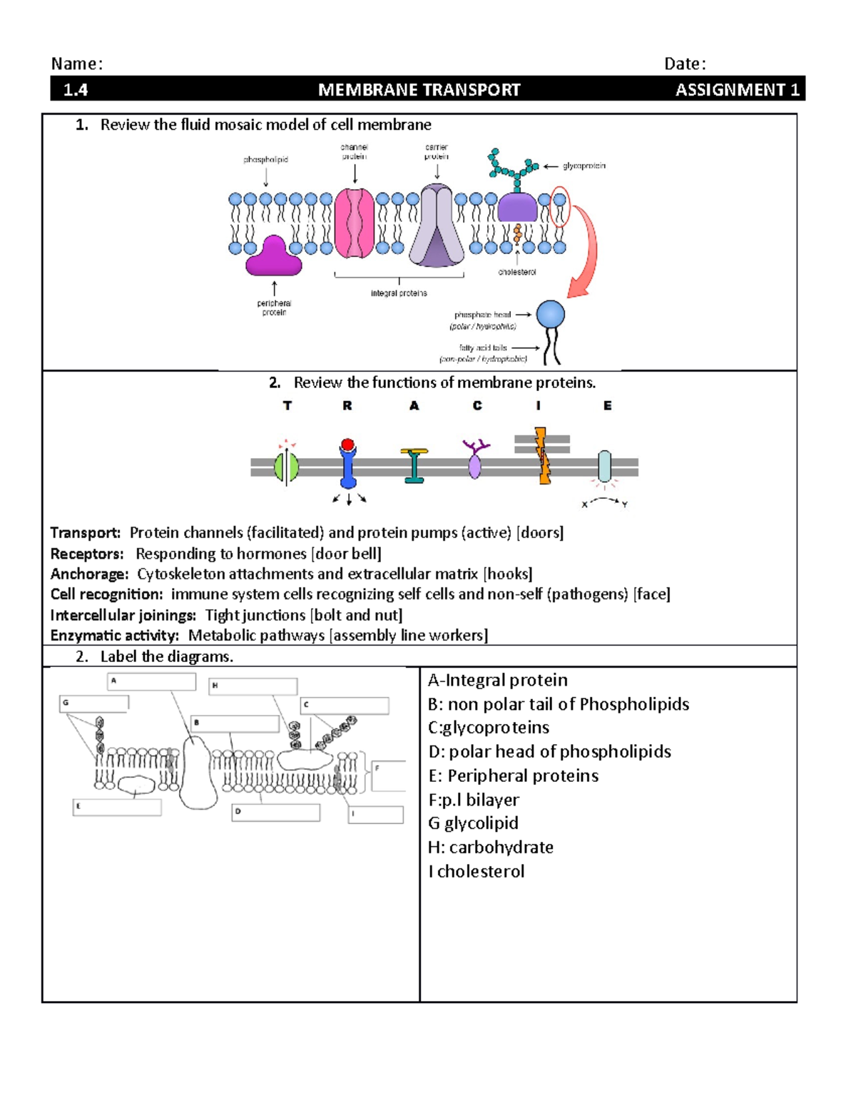 1 4 Membrane Transport Worksheet Answers