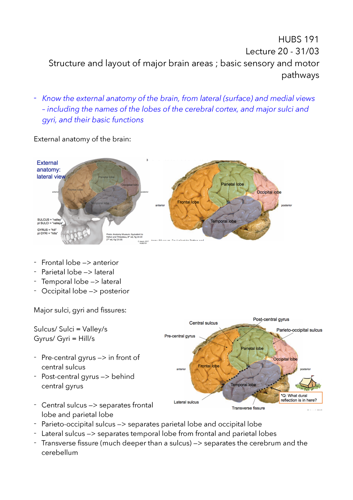 Basic sensory and motor pathways - HUBS 191 Lecture 20 - 31/ Structure ...