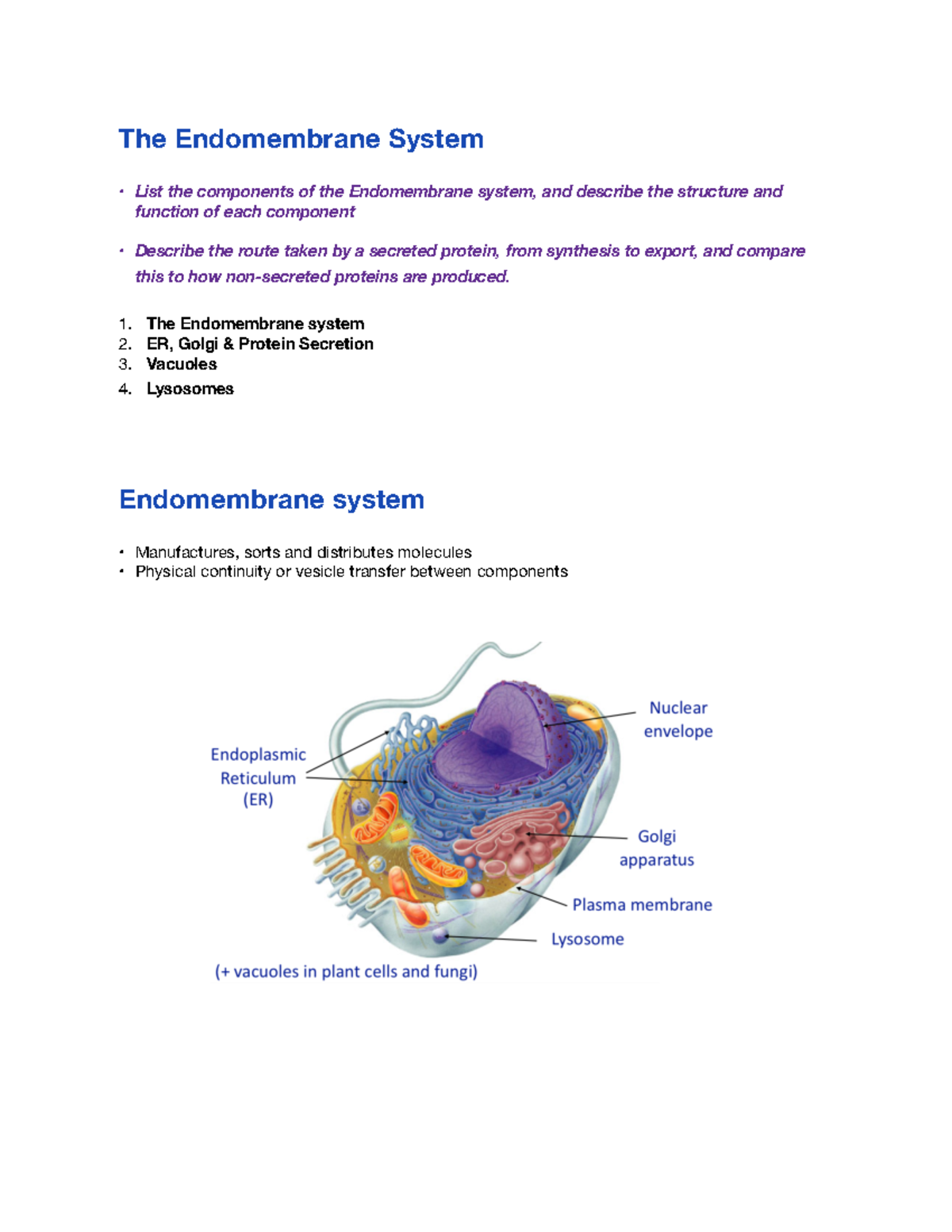 Lecture 8 The Endomembrane System 🟢 Endomembrane system