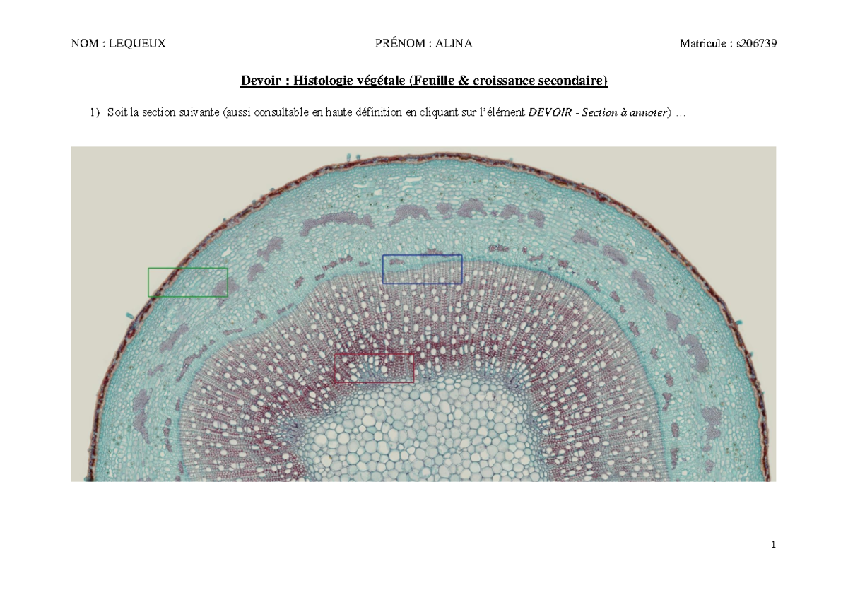 Devoir 2 - histologie plantes - Devoir : Histologie végétale (Feuille ...