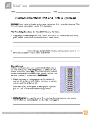 Gizmo Worksheet Answers Rna And Protein Synthesis Gizmo Answer Key Pdf