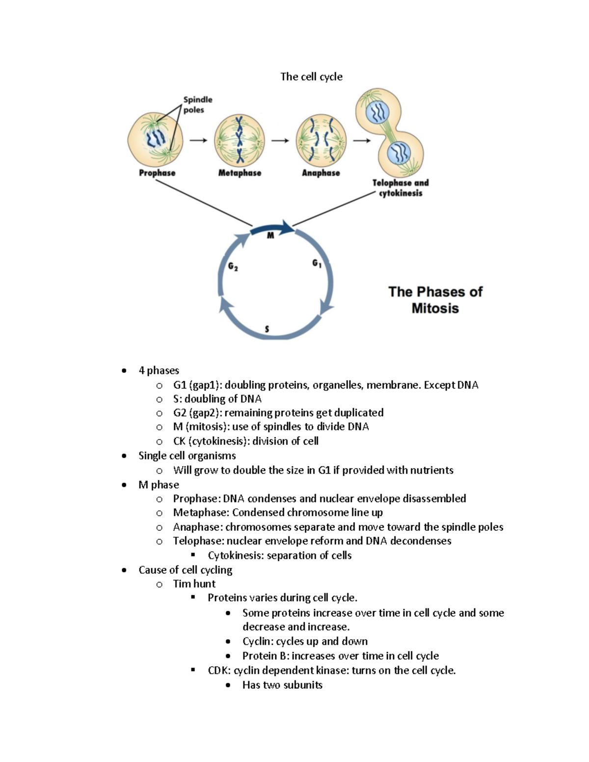 Cell cycle and cancer - Cell biology with Dr. Forbes - The cell cycle ...