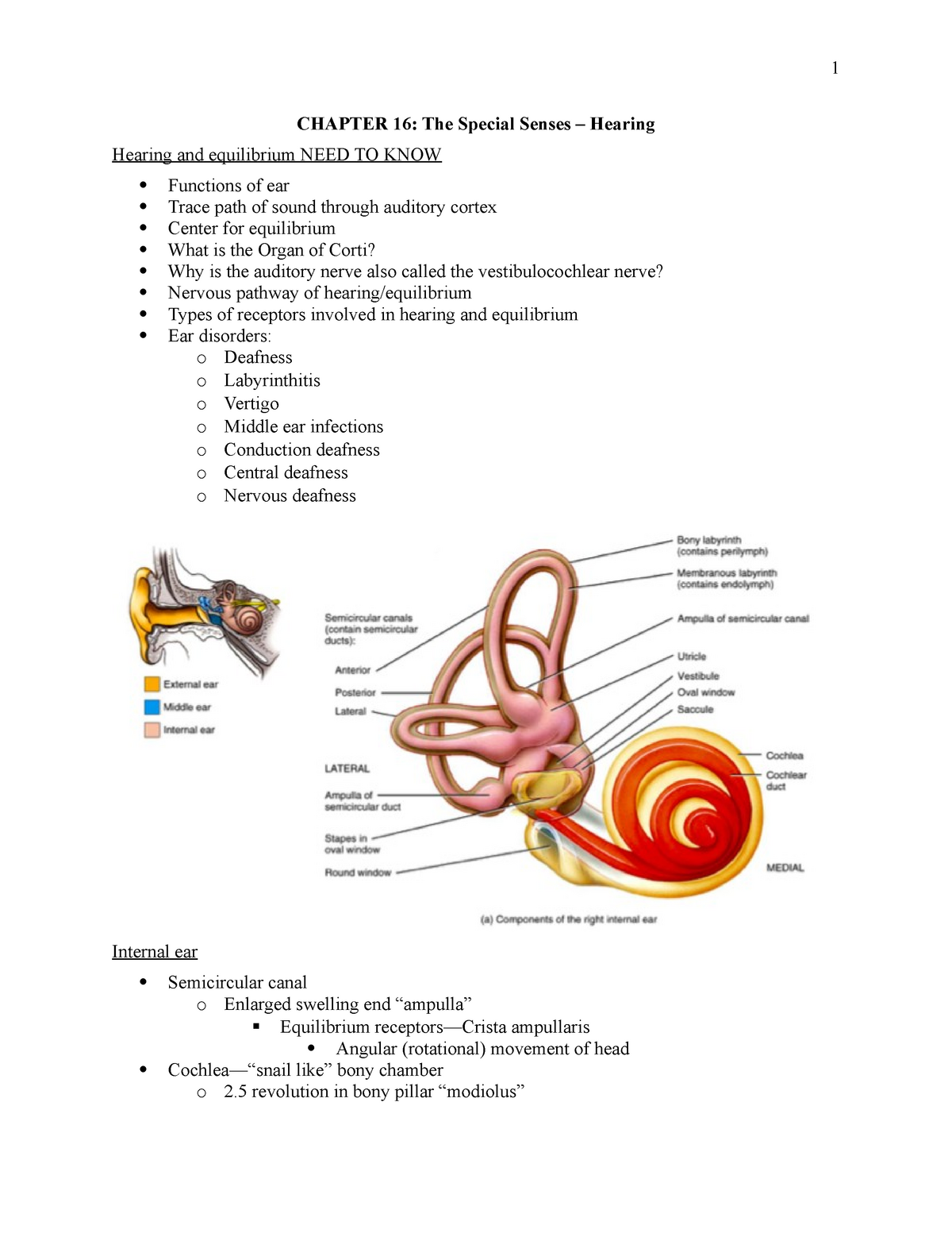 Anatomy 2019 2 19 Chapter 17 Special Senses Hearing And Equilibrium