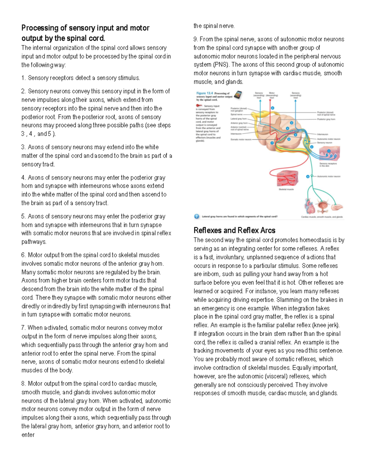 NS Processing of sensory input and motor output by the spinal cord Fundamentals of Biology