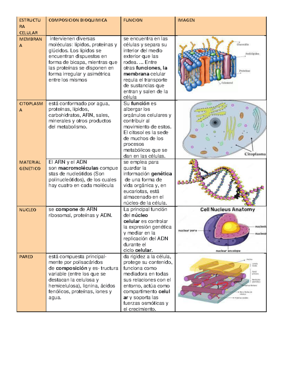 Estructuras Celulares - Biologia Celular - Studocu