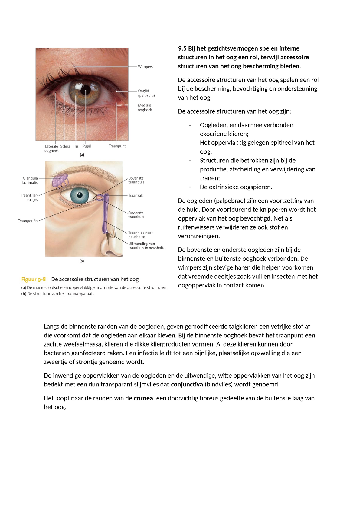 Anatomie En Fysiologie Van Het Oog Lf3 9 Bij Het Gezichtsvermogen Spelen Interne Structuren In 5112