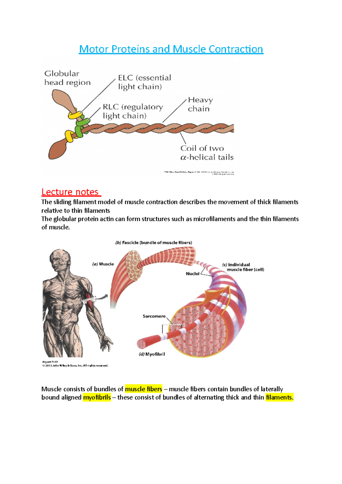 Motor Proteins and Muscle Contraction - Muscle consists of bundles of ...